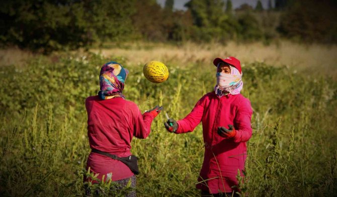 Konya Ovasından Türkiye'nin dört bir yanına gönderiliyor