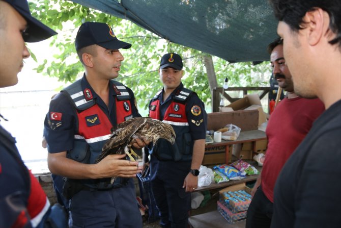 Konya'da bitkin halde bulunan şahin yavrusu koruma altına alındı