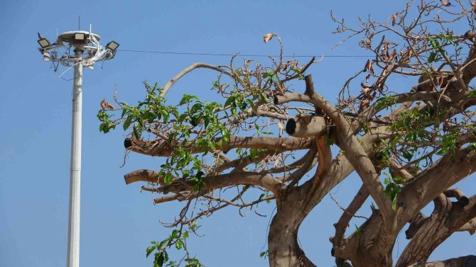 O ağaç yeşermeye başladı
