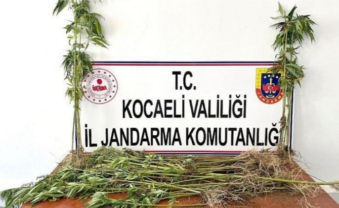 Ormanlık alana Hint keneviri ekmişler