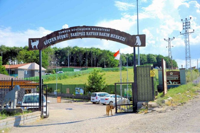 Sokak hayvanları ve yasaklı ırklara konforlu alan