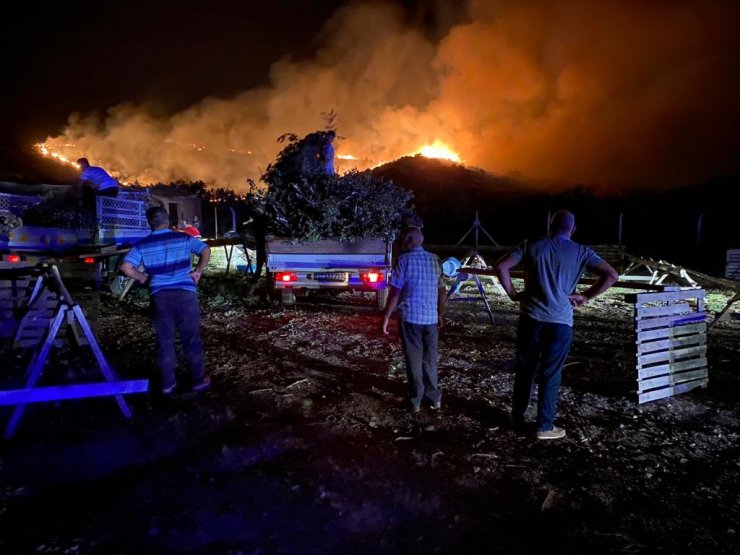 Aydın'da orman yangını