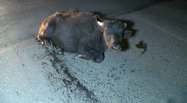 Beykoz'da mandaya çarpan motosikletliye ilk müdahaleyi cerrah Kınoğlu yaptı