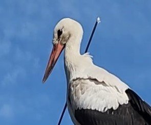 Leyleğin okla göç yolculuğu; "Türkiye'de vurulma ihtimali yüksek"