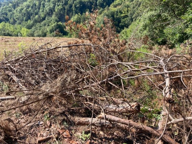 Sinop’ta kesilen çam ağaçları tepki çekti