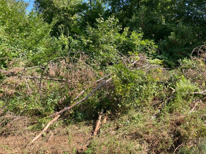 Sinop’ta kesilen çam ağaçları tepki çekti