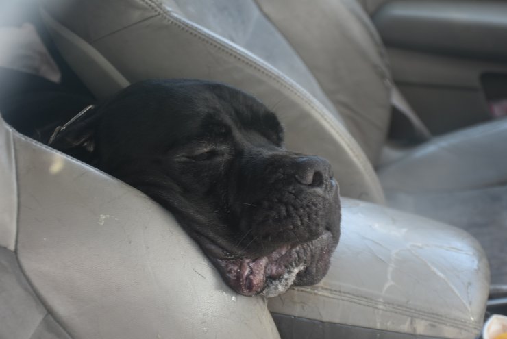 Ukraynalı çiftin otomobilde bıraktığı köpeklerden biri, havasızlıktan öldü