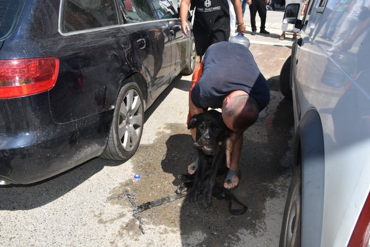 Ukraynalı çiftin otomobilde bıraktığı köpeklerden biri, havasızlıktan öldü