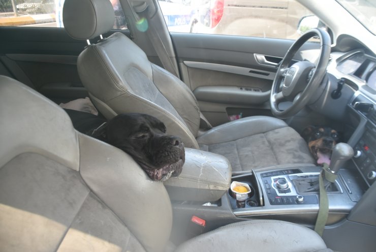 Ukraynalı çiftin otomobilde bıraktığı köpeklerden biri, havasızlıktan öldü