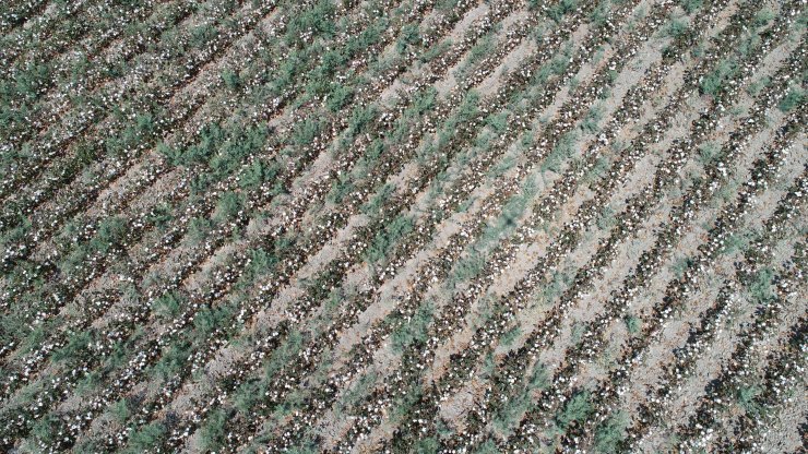 ABD ve Çin’deki pamuk krizi Adana’ya yaradı; ekim alanları yüzde 30 arttı