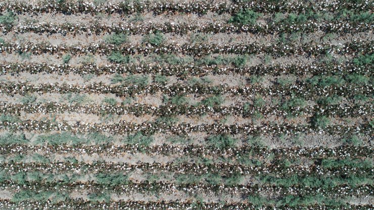 ABD ve Çin’deki pamuk krizi Adana’ya yaradı; ekim alanları yüzde 30 arttı