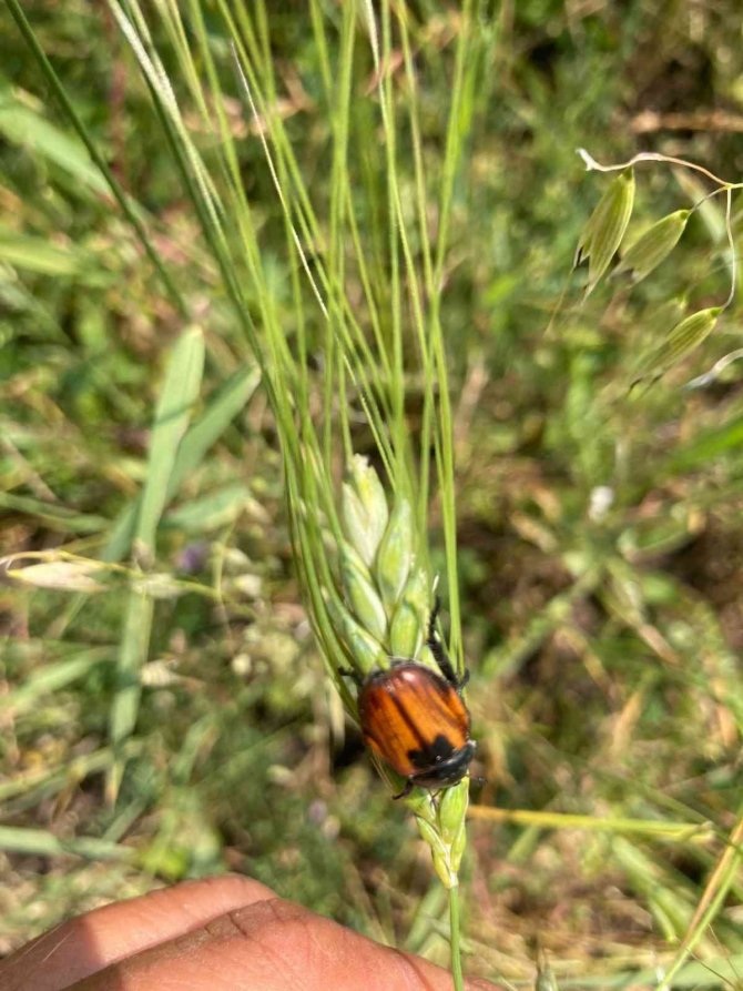 Ardahan’da bambul böcekleri ürünlere zarar verdi