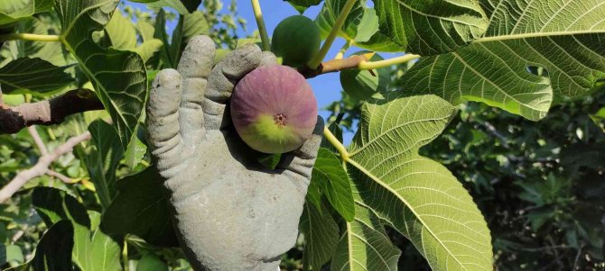 Bu incir dünyada sadece 40 köyde yetişiyor