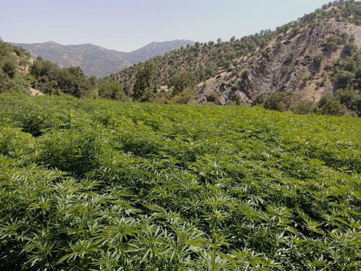 İçişleri: Diyarbakır'da 11 milyon 942 bin kök kenevir, 841 kilo esrar ele geçirildi