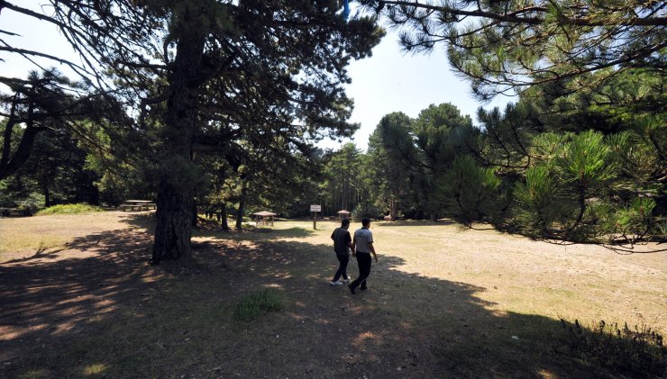 Mangal yasağı piknikçileri küstürdü ama yaban hayatı canlandı