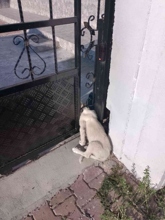 Konya'da demir kapıya başı sıkışan köpeği itfaiye ekipleri kurtardı