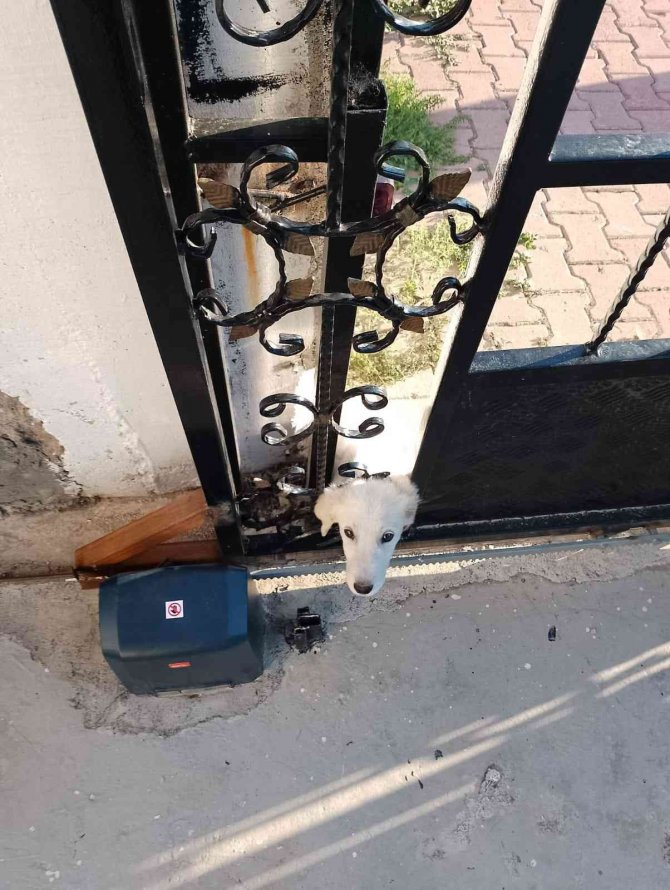 Konya'da demir kapıya başı sıkışan köpeği itfaiye ekipleri kurtardı