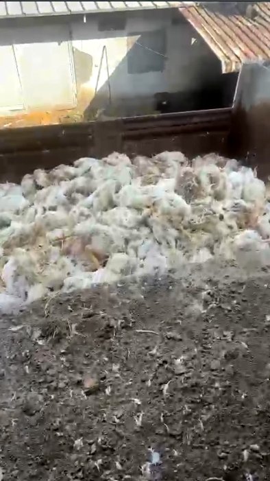 Mersin'de 20 bin tavuk öldü