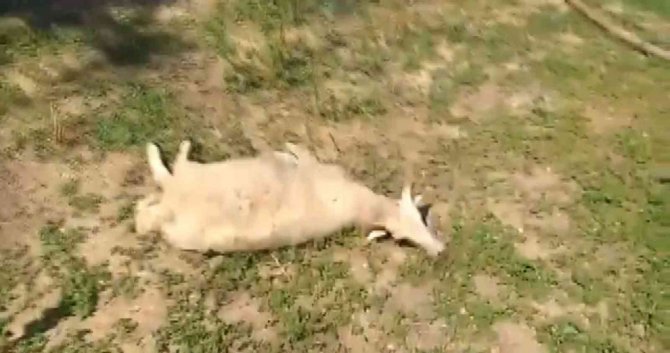 Sokak köpeklerinin saldırdığı kuzular telef oldu
