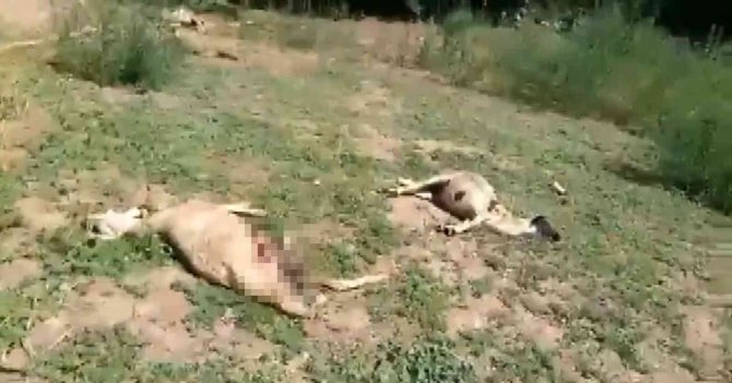 Sokak köpeklerinin saldırdığı kuzular telef oldu