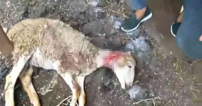 Sokak köpeklerinin saldırdığı kuzular telef oldu