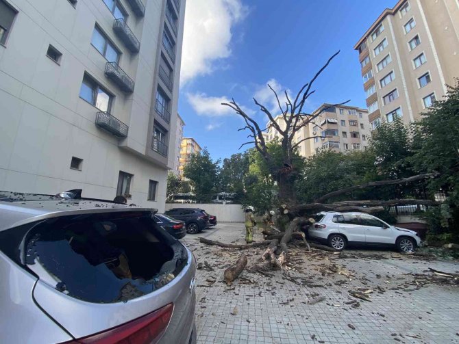 150 yıllık meşe ağacı park halindeki 6 aracın üstüne devrildi