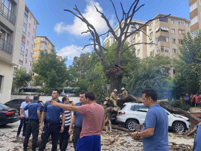 150 yıllık meşe ağacı park halindeki 6 aracın üstüne devrildi