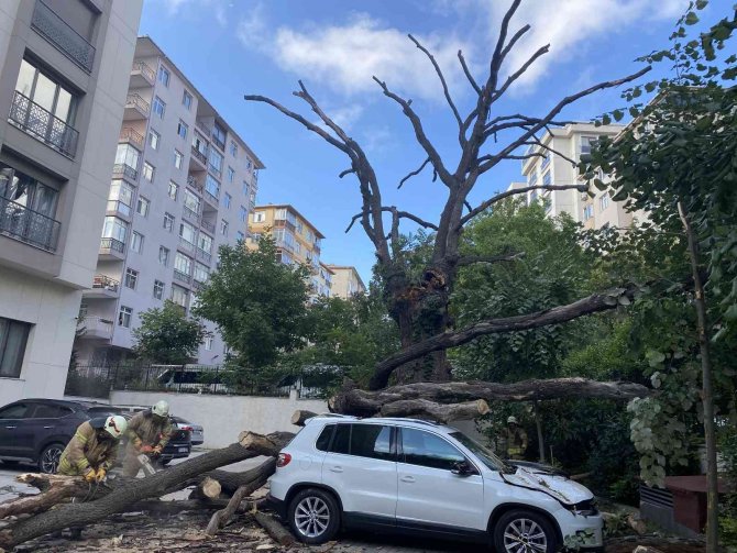 150 yıllık meşe ağacı park halindeki 6 aracın üstüne devrildi