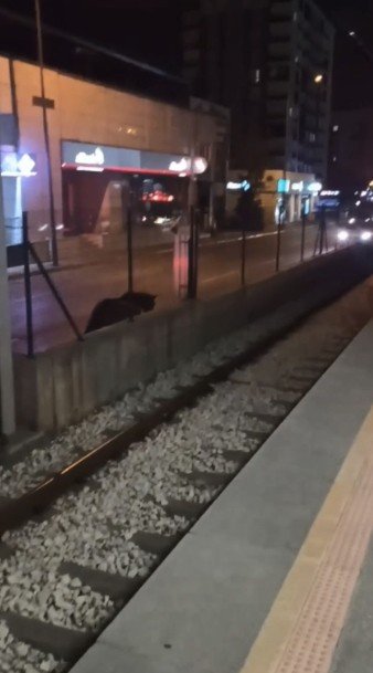 Yollarında başıboş atlar cirit atıyor