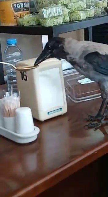 Acıkan karga restoranda karnını doyurdu