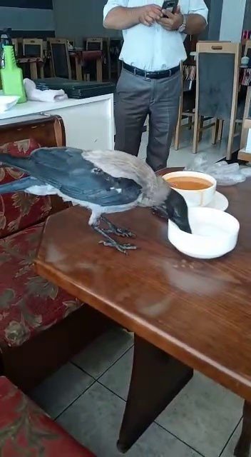 Acıkan karga restoranda karnını doyurdu