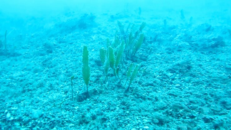 'Denizlerin akciğeri'ne istilacı yosun tehdidi