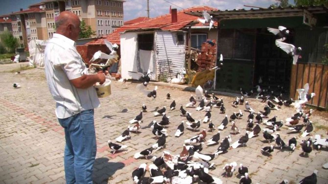 Hobi için başladı, güvercin çiftliği kurdu