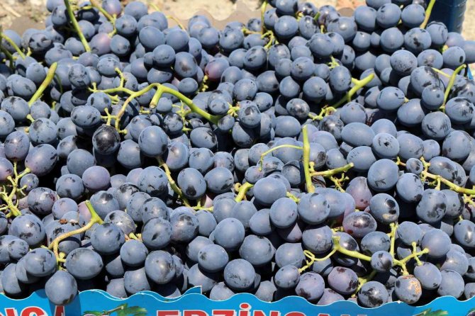 Tescilli Cimin üzümünde hasat zamanı