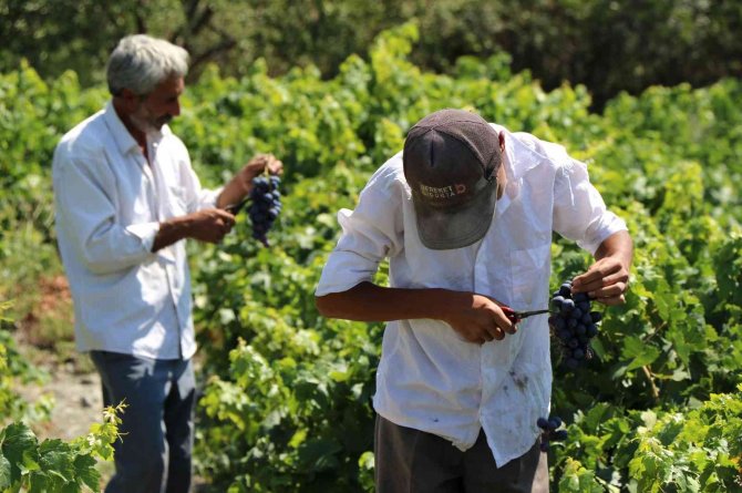Tescilli Cimin üzümünde hasat zamanı
