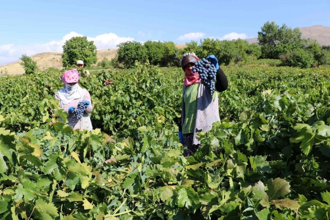 Tescilli Cimin üzümünde hasat zamanı