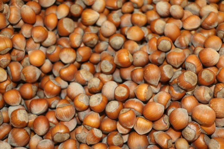 TMO, Ordu'da fındık alımına başladı