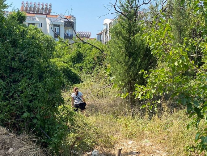 Antalya’da 20 köpeğin zehirlendiği ihbarı