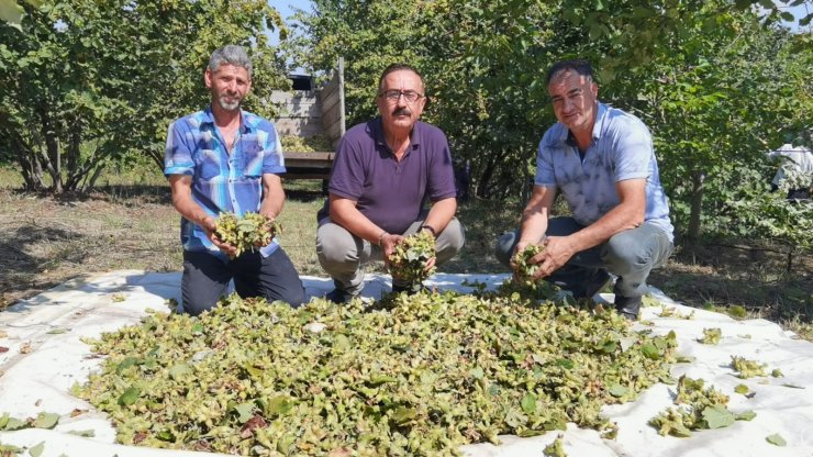 Bursa'da fındık hasadı başladı; 66 milyon TL gelir bekleniyor