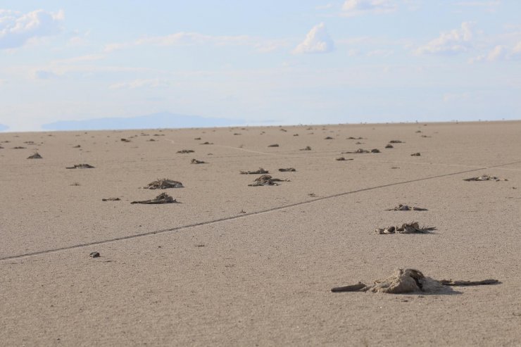 Tuz Gölü'ne borularla taşınan su ölümleri azalttı