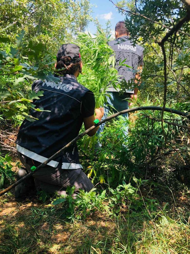 Adıyaman'da kenevir yetiştiren 1 şahıs tutuklandı
