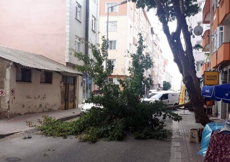 Şiddetli rüzgar ağacı devirdi; otomobil de zarar gördü