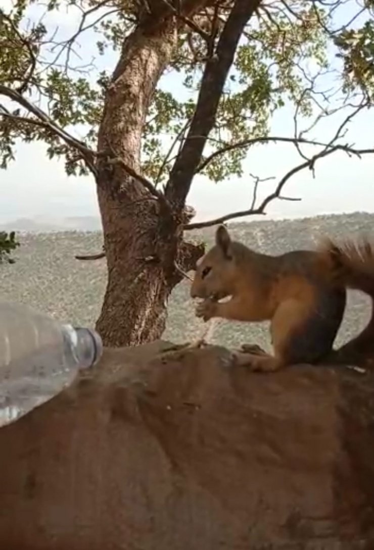 Pençe-Kaplan bölgesinde aç ve susuz sincabı, korucular besledi