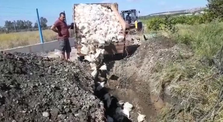Çiftlikteki 2 bin 450 tavuk öldü