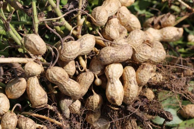 "Fıstık" gibi hasat