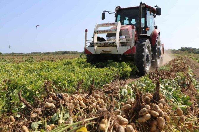 "Fıstık" gibi hasat