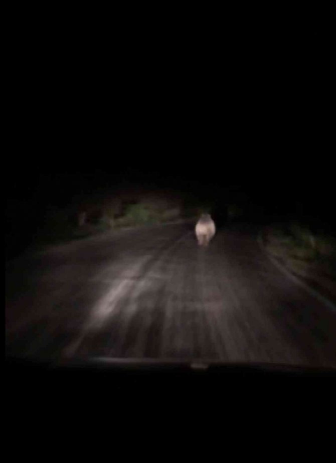 Önüne çıkan ayıyı araçla kovaladılar