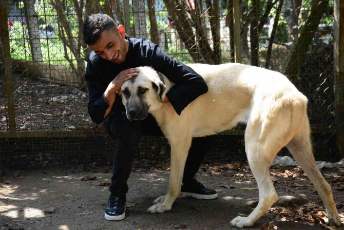 Şaşkına çeviren köpek hırsızlığı