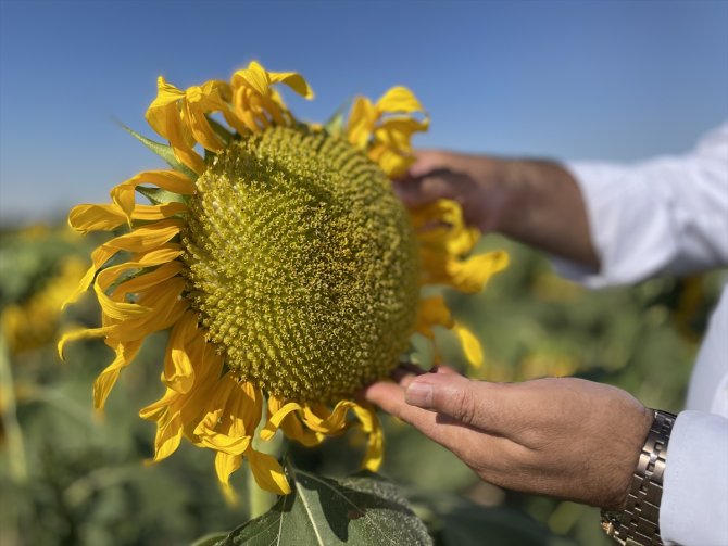 Türkiye'nin ayçiçeği üretiminin yüzde 15'ini karşılayan Konya'da beklenen rekolte açıklandı