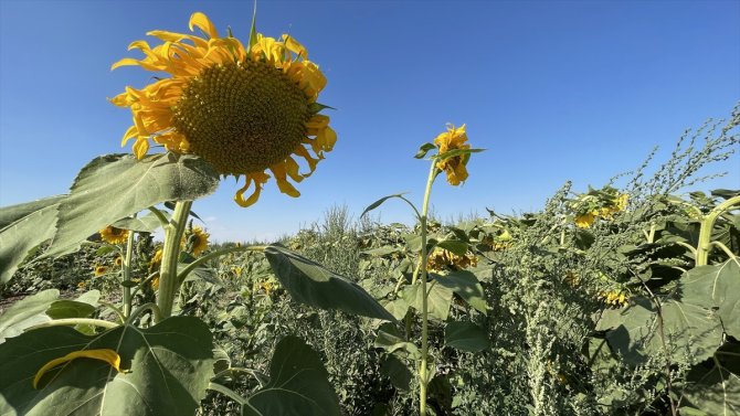 Türkiye'nin ayçiçeği üretiminin yüzde 15'ini karşılayan Konya'da beklenen rekolte açıklandı